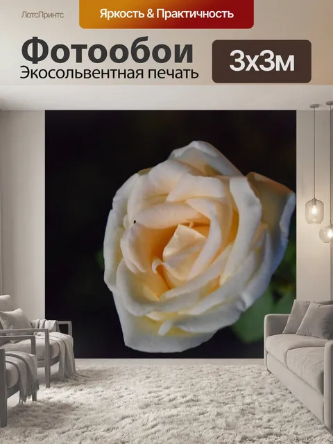 Фотообои Роза