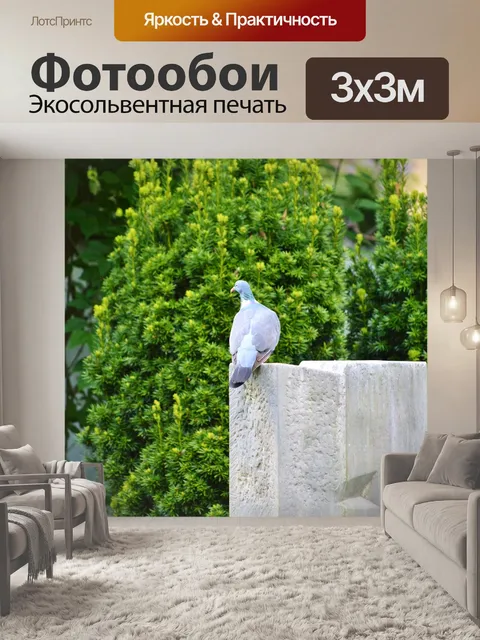 Фотообои Голубь