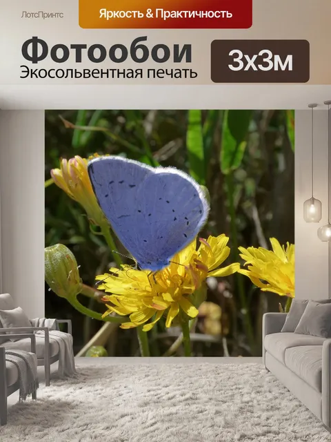 Фотообои Голубая бабочка