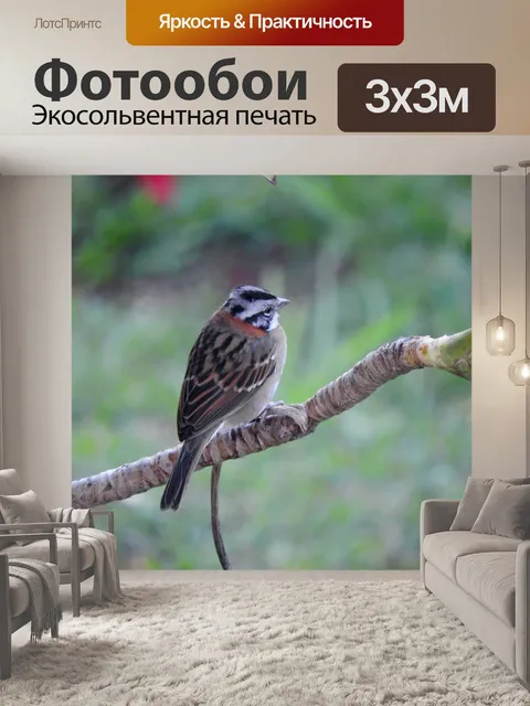 Фотообои Тик