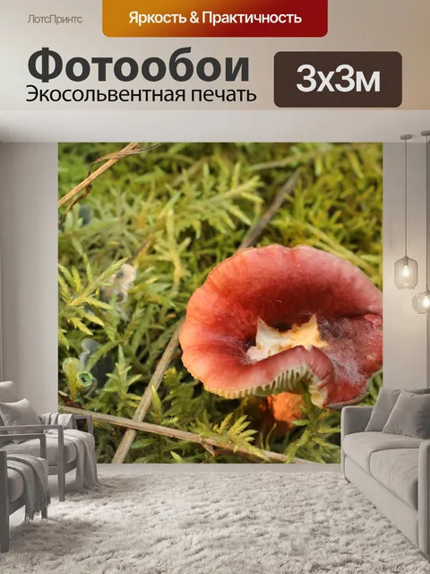 Фотообои Wild Brown Mushroom Мосс