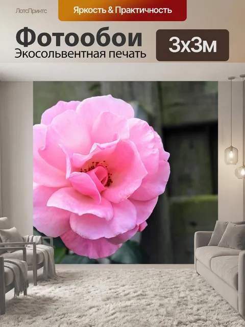 Фотообои Pink rose