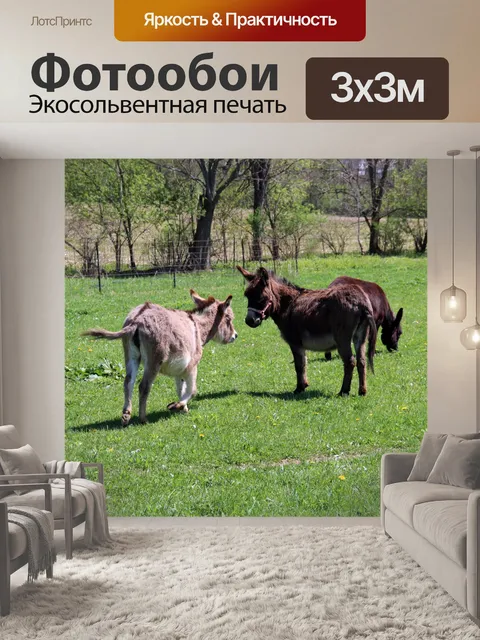 Фотообои Ослы в пастбище