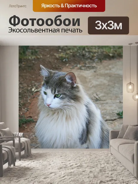 Фотообои серый и белый кот Ragdoll