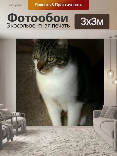 Фотообои Кот
