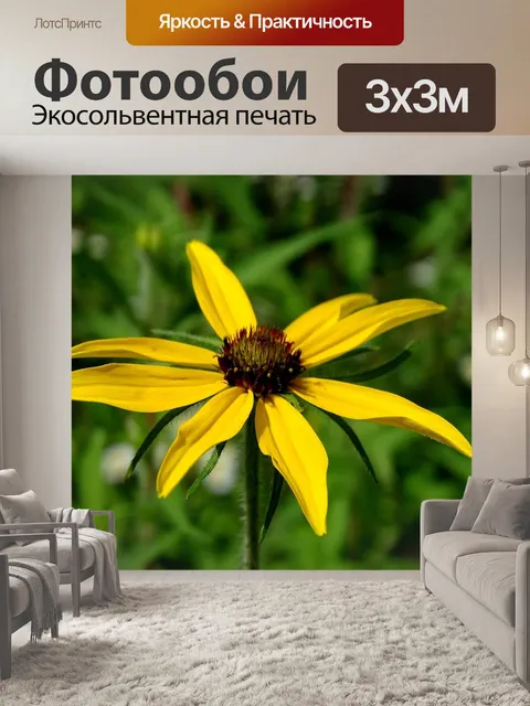 Фотообои Эхинацеи