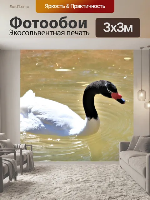 Фотообои Лебедь с черной шеей крупным планом
