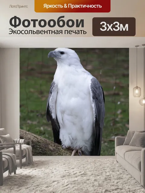 Фотообои Морской орел