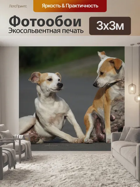 Фотообои Смешные