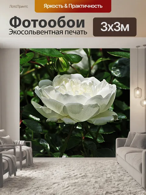 Фотообои Роуз