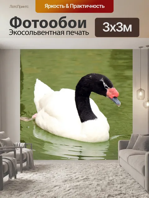 Фотообои Черный шеей лебедя