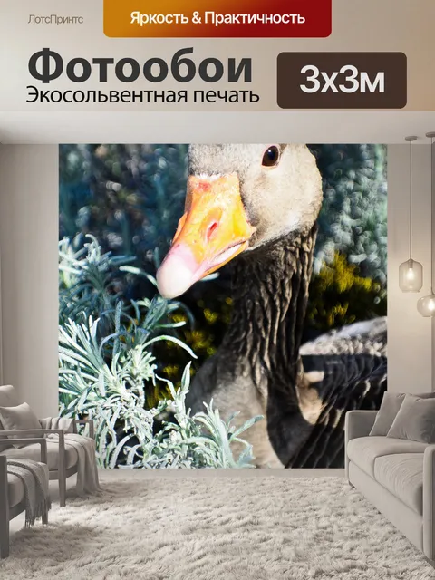 Фотообои Серый гусь