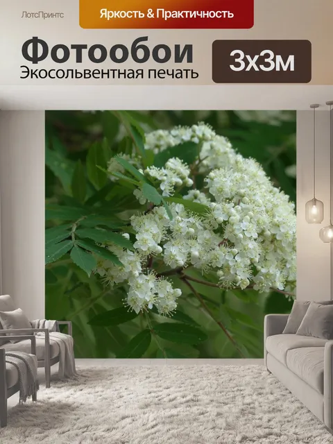 Фотообои Рябина