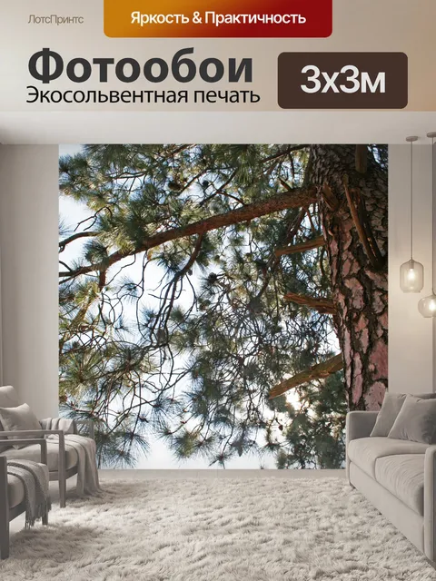 Фотообои вверх в сосне