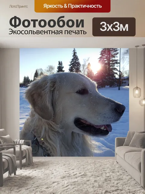 Фотообои Собака