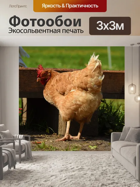 Фотообои Куры