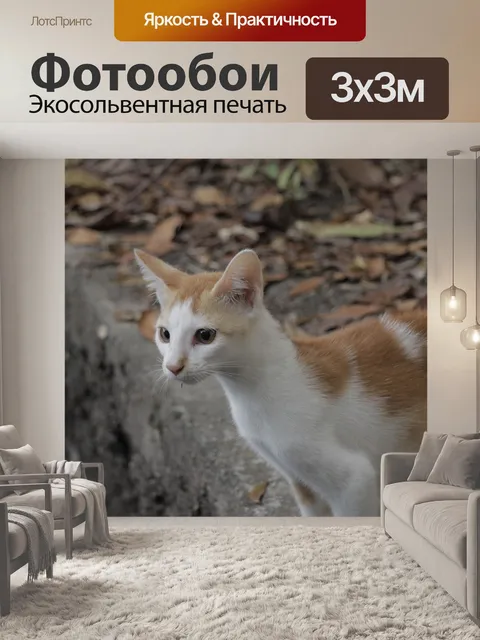 Фотообои Кот