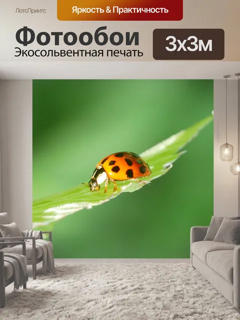 Фотообои Божья коровка