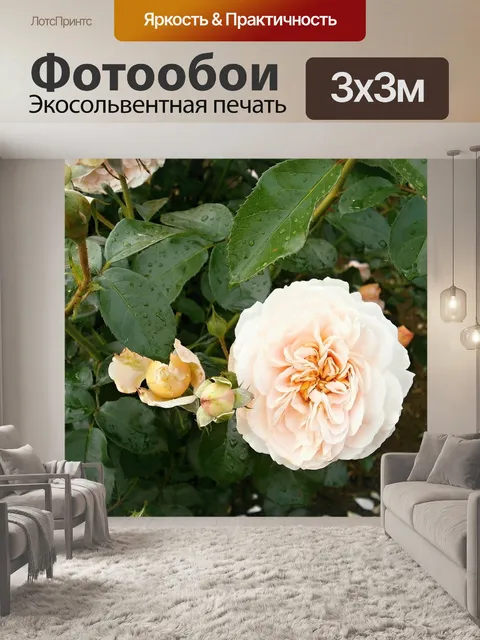 Фотообои Роуз