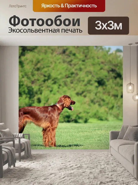 Фотообои Ирландского сеттера собак