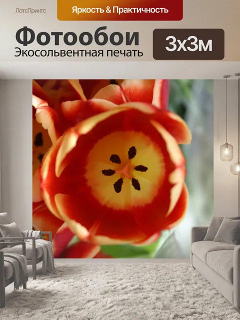 Фотообои Тюльпан