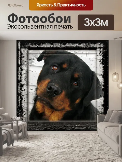 Фотообои Ротвейлер
