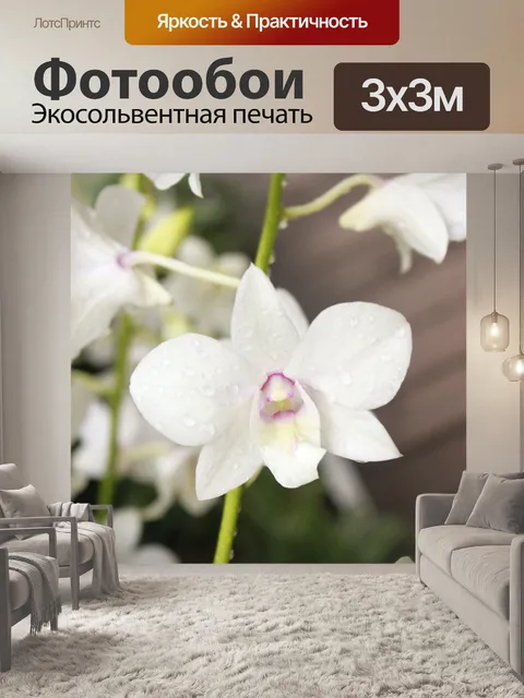 Фотообои Белый цветок орхидеи цветок