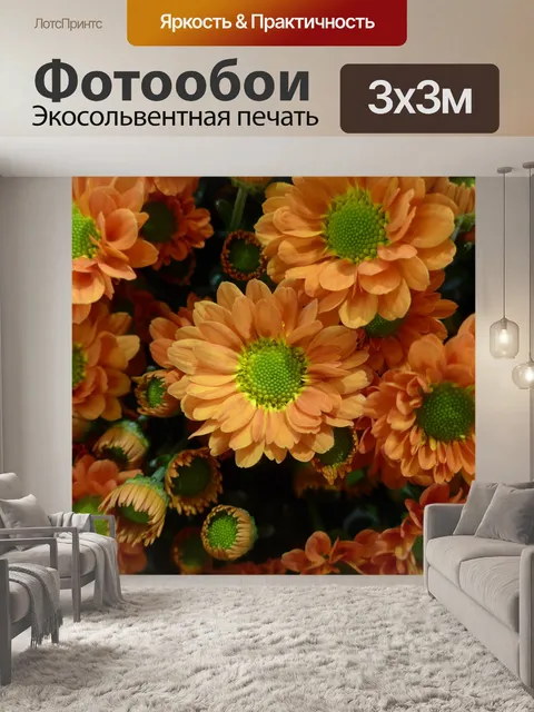 Фотообои Хризантема