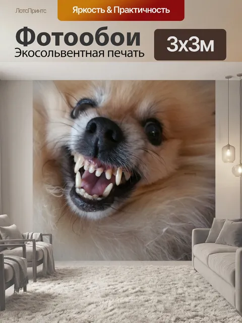 Фотообои Внимание Собака