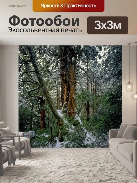 Фотообои Кедровый лес