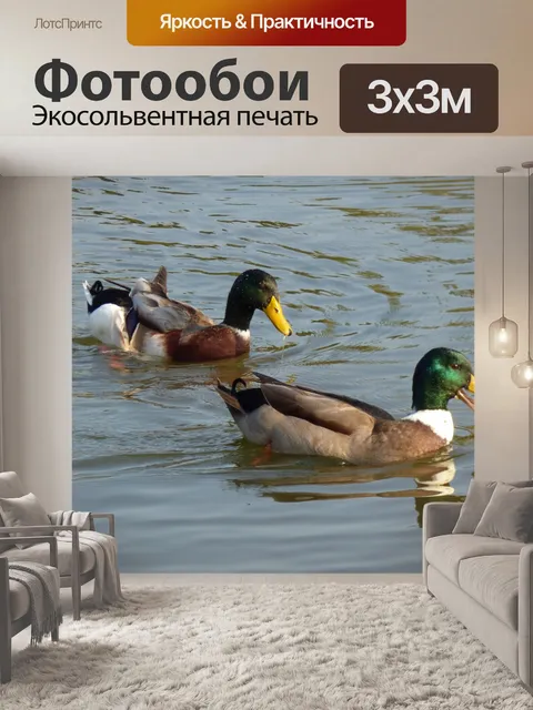 Фотообои Зеленый шеи утки