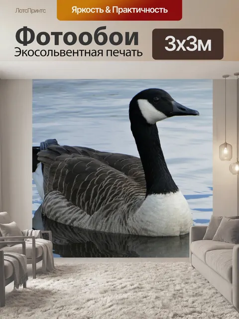 Фотообои Канадский гусь
