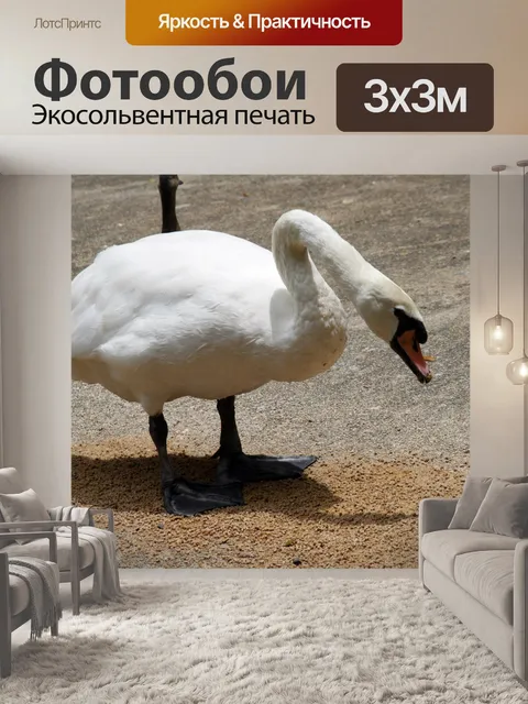 Фотообои Лебедь прогулки по озеру