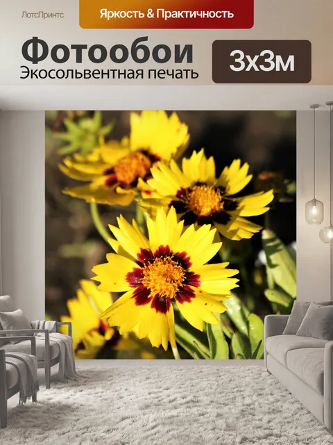 Фотообои Три полевых цветка Tickseed крупным план