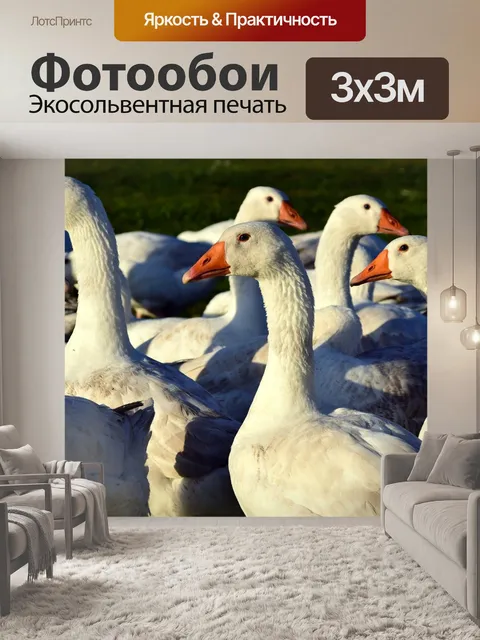 Фотообои Гуси