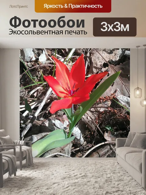 Фотообои Тюльпан