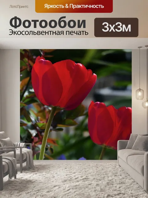 Фотообои Тюльпан