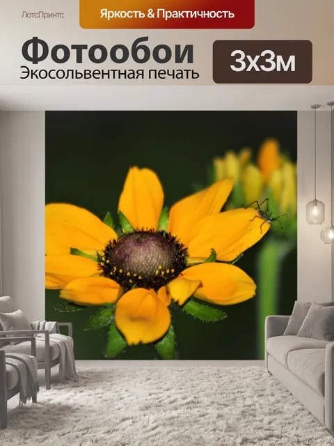 Фотообои Черноглазая Сьюзен Флауэр и Жук