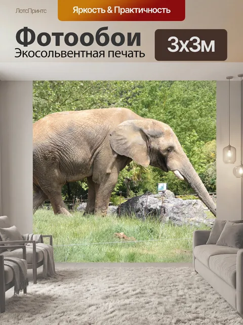 Фотообои Слон