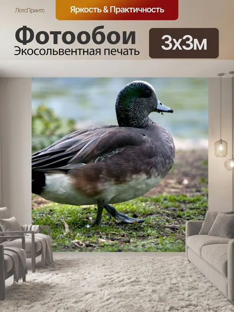 Фотообои Свиязь Duck