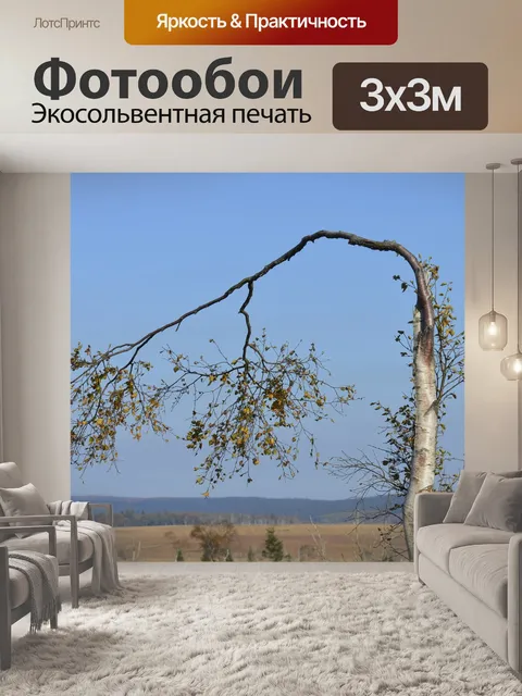 Фотообои Береза