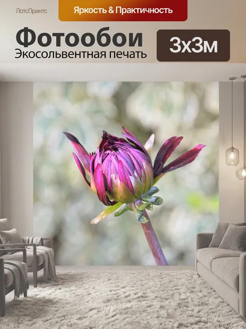 Фотообои Вспышка хризантема