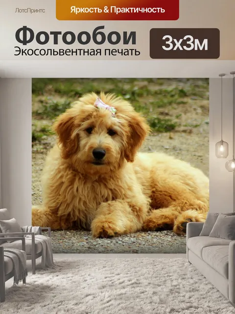 Фотообои Goldendoodle