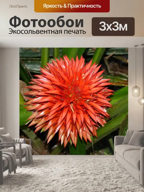 Фотообои Бромелию