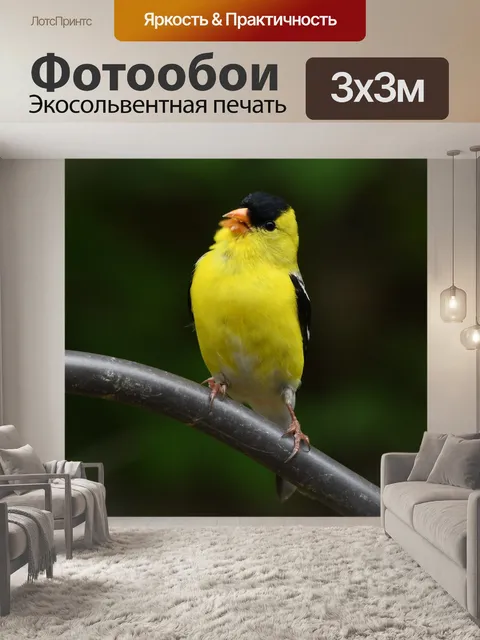 Фотообои Американский щегол