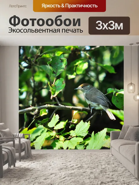 Фотообои Птица