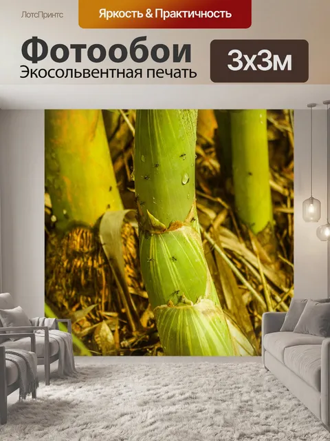 Фотообои Бамбуковый лес природа фон