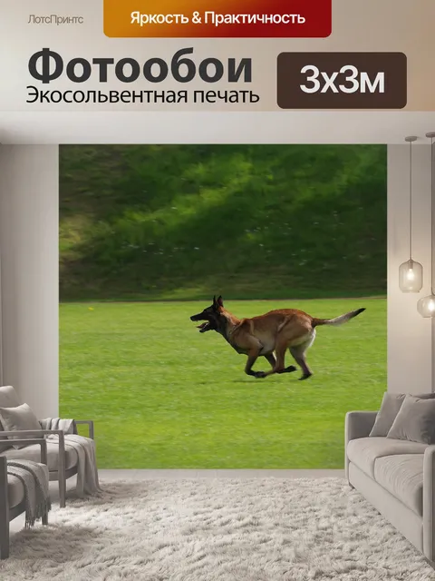 Фотообои Бельгийская овчарка малинуа
