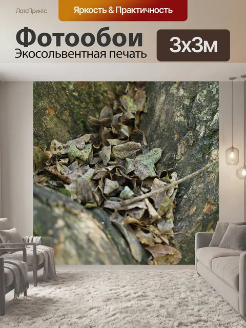 Фотообои Природа