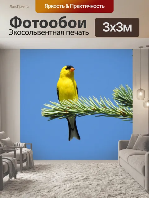 Фотообои Американский щегол